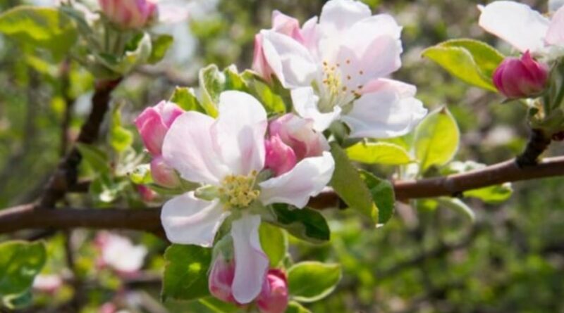 Climate Crisis in Himachal: Early Blooms, Fading Snow, and Farmer Woes HIMACHAL HEADLINES