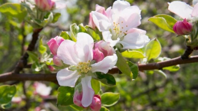 Climate Crisis in Himachal: Early Blooms, Fading Snow, and Farmer Woes HIMACHAL HEADLINES