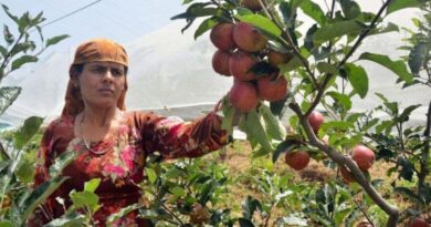 Himachal’s Apple Farmers Betrayed: No Relief in Union Budget Himachal’s Apple Farmers Betrayed: No Relief in Union Budget HIMACHAL HEADLINES