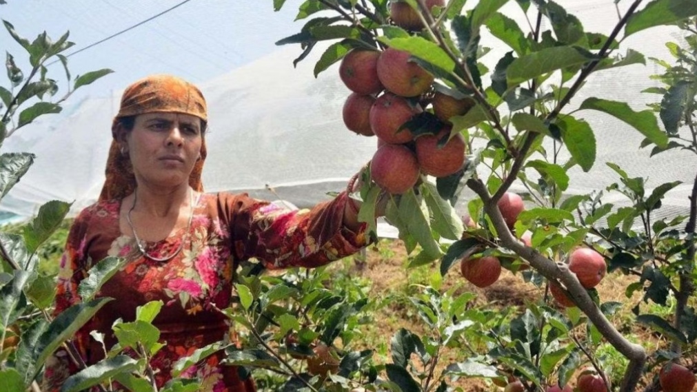 Himachal’s Apple Farmers Betrayed: No Relief in Union Budget HIMACHAL HEADLINES