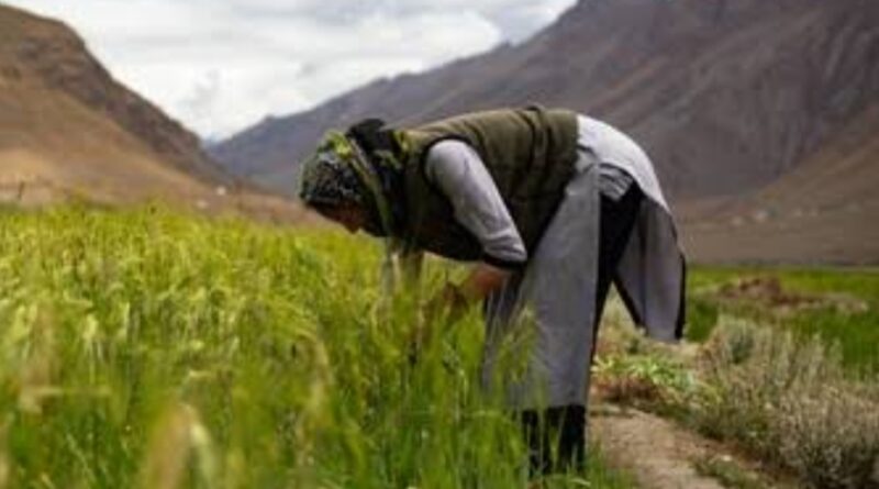 Thunag Horticulture College to Host Two-Day National Conference on Indigenous Knowledge System for a Sustainable Future HIMACHAL HEADLINES