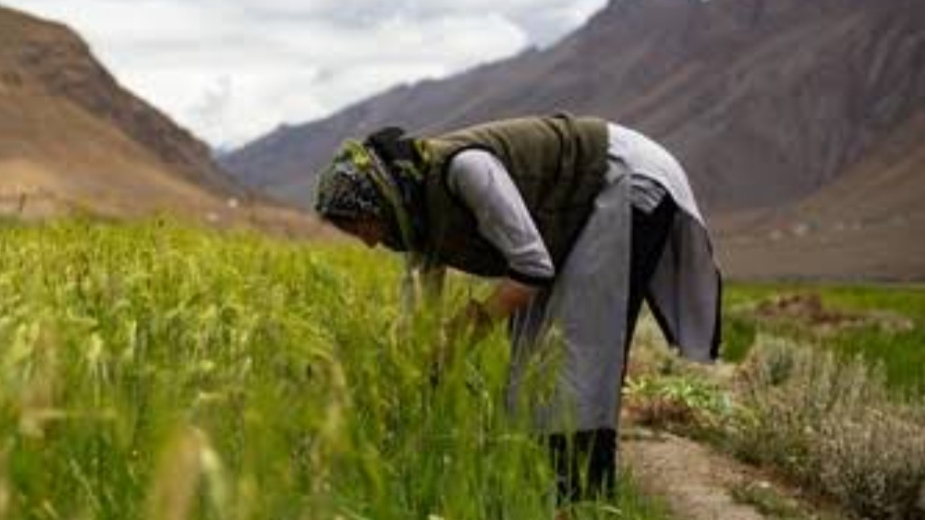 Thunag Horticulture College to Host Two-Day National Conference on Indigenous Knowledge System for a Sustainable Future Thunag Horticulture College to Host Two-Day National Conference on Indigenous Knowledge System for a Sustainable Future HIMACHAL HEADLINES
