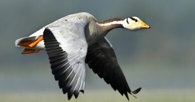 Pong Dam Becomes a Winter Haven as Bar-Headed Geese Flock in Record Numbers HIMACHAL HEADLINES