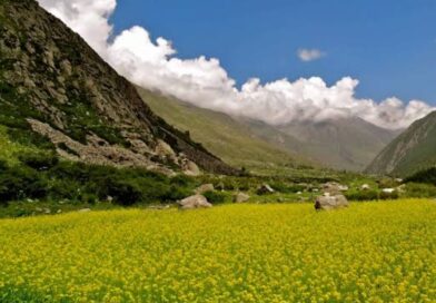 Natural Farming Gains Momentum, Boosting Rural Economy in Himachal