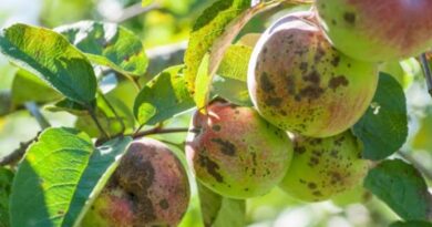 Deadly virus in plants coming from abroad, crisis on horticulture industry HIMACHAL HEADLINES