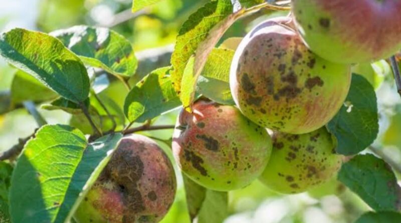 Deadly virus in plants coming from abroad, crisis on horticulture industry Deadly virus in plants coming from abroad, crisis on horticulture industry HIMACHAL HEADLINES
