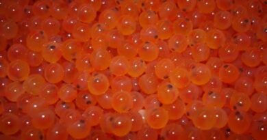 Himachal emerges as a leading exporter of high-quality Rainbow Trout Eyed Ova Himachal emerges as a leading exporter of high-quality Rainbow Trout Eyed Ova HIMACHAL HEADLINES