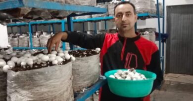 Bilaspur Youth Paves the Way for Self-Reliance through Mushroom Farming Bilaspur Youth Paves the Way for Self-Reliance through Mushroom Farming HIMACHAL HEADLINES