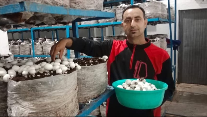 Bilaspur Youth Paves the Way for Self-Reliance through Mushroom Farming Bilaspur Youth Paves the Way for Self-Reliance through Mushroom Farming HIMACHAL HEADLINES