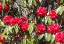 Rhododendrons Paint Kufri Valleys Red, Tourists Delight in Nature’s Bloom