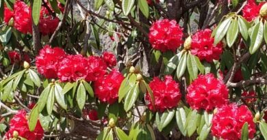 Kufri and Shilonbagh valleys are drenched in rhododendron flowers Kufri and Shilonbagh valleys are drenched in rhododendron flowers HIMACHAL HEADLINES