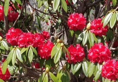 Rhododendrons Paint Kufri Valleys Red, Tourists Delight in Nature’s Bloom