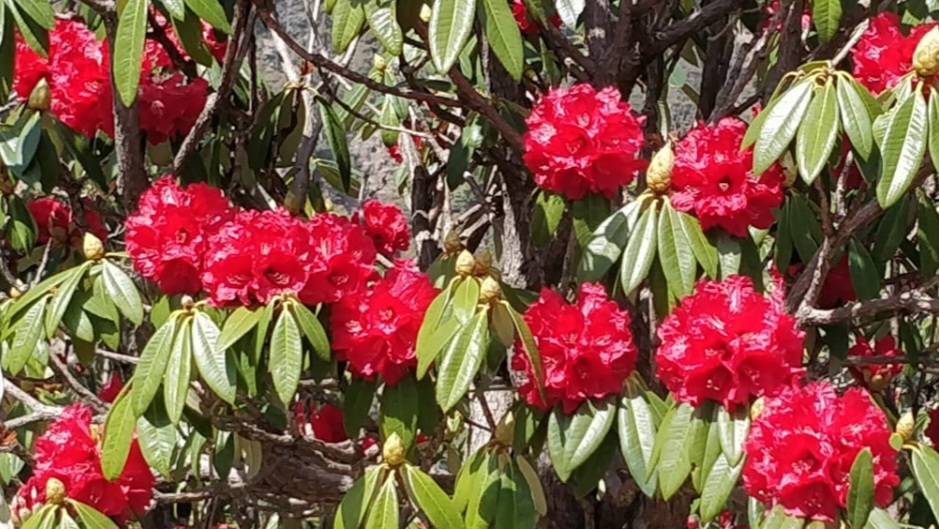 Kufri and Shilonbagh valleys are drenched in rhododendron flowers HIMACHAL HEADLINES