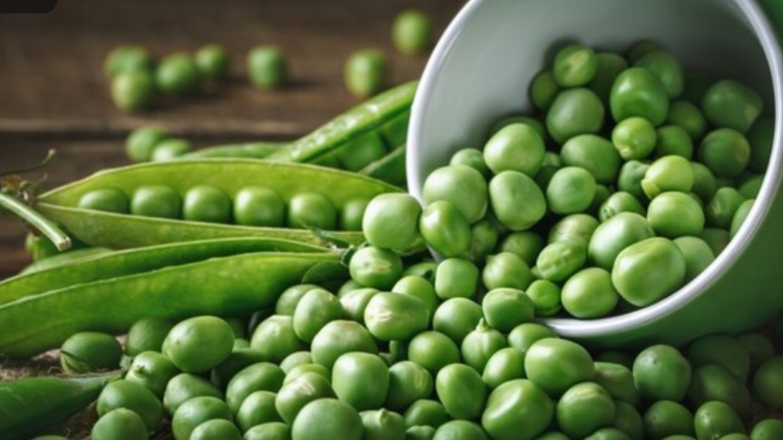Farmers celebrate rising prices for mountain peas amid challenging weather HIMACHAL HEADLINES