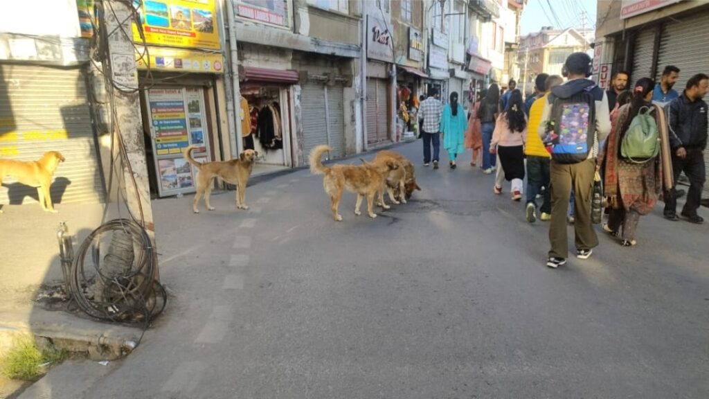 Shimla’s Stray Dog Menace: Locals and Tourists Raise Alarm Over Safety and Public Health Shimla’s Stray Dog Menace: Locals and Tourists Raise Alarm Over Safety and Public Health HIMACHAL HEADLINES