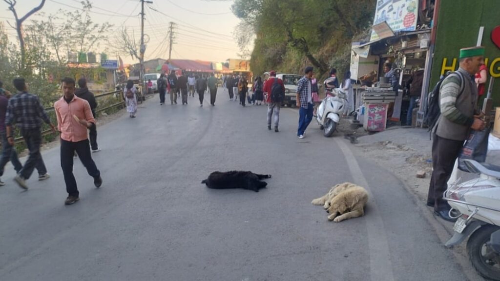 Shimla’s Stray Dog Menace: Locals and Tourists Raise Alarm Over Safety and Public Health Shimla’s Stray Dog Menace: Locals and Tourists Raise Alarm Over Safety and Public Health HIMACHAL HEADLINES