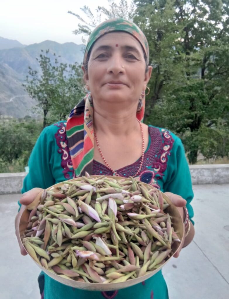 Kachnar: The Blossoming Treasure of Junga's Forests Kachnar: The Blossoming Treasure of Junga's Forests HIMACHAL HEADLINES