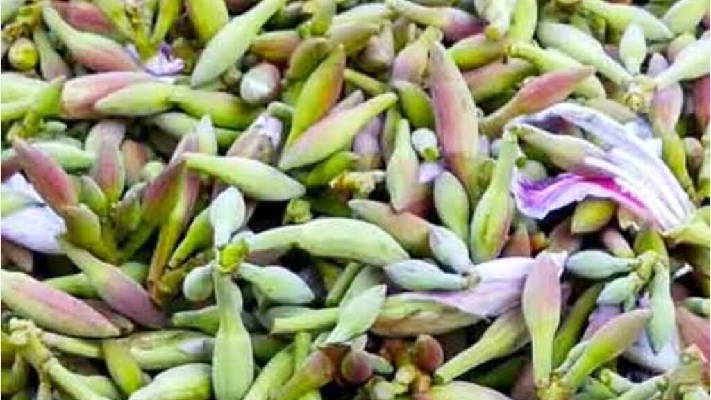 Kachnar: The Blossoming Treasure of Junga's Forests Kachnar: The Blossoming Treasure of Junga's Forests HIMACHAL HEADLINES