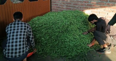 Farmers are happy as the price of peas has increased in Junga Farmers are happy as the price of peas has increased in Junga HIMACHAL HEADLINES