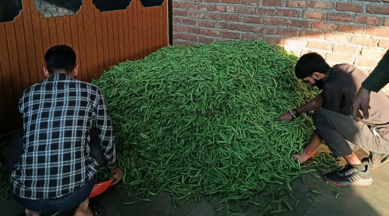 From Hills to High Streets: Himachal’s Peas and Beans Weather the Storm to Reach Your Plate HIMACHAL HEADLINES