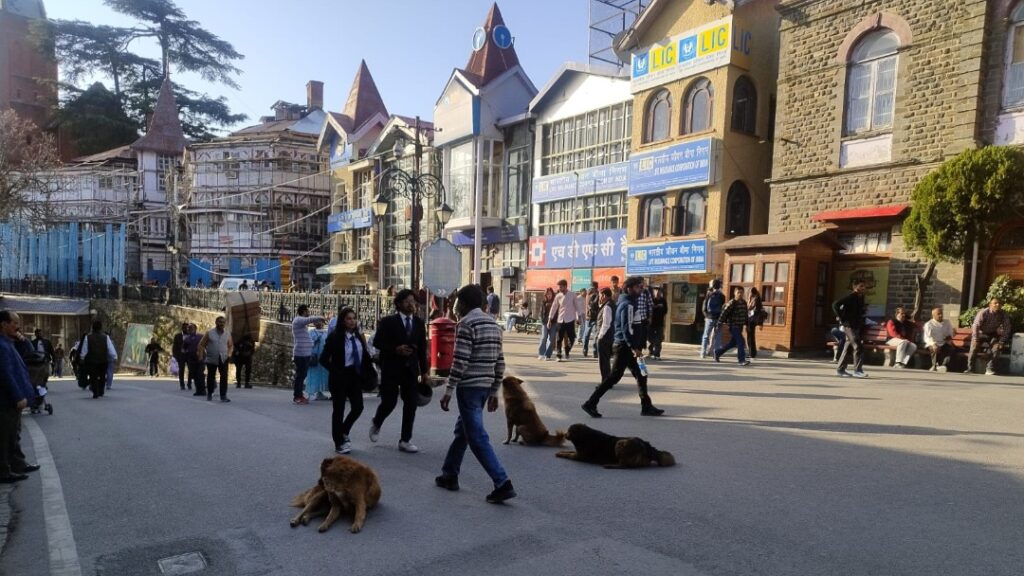 Shimla Citizens Vow to Keep Up the Fight for a Safer City Shimla Citizens Vow to Keep Up the Fight for a Safer City HIMACHAL HEADLINES