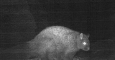 First photographic record of Woolly Flying Squirrel captured in Miyar Valley First photographic record of Woolly Flying Squirrel captured in Miyar Valley HIMACHAL HEADLINES