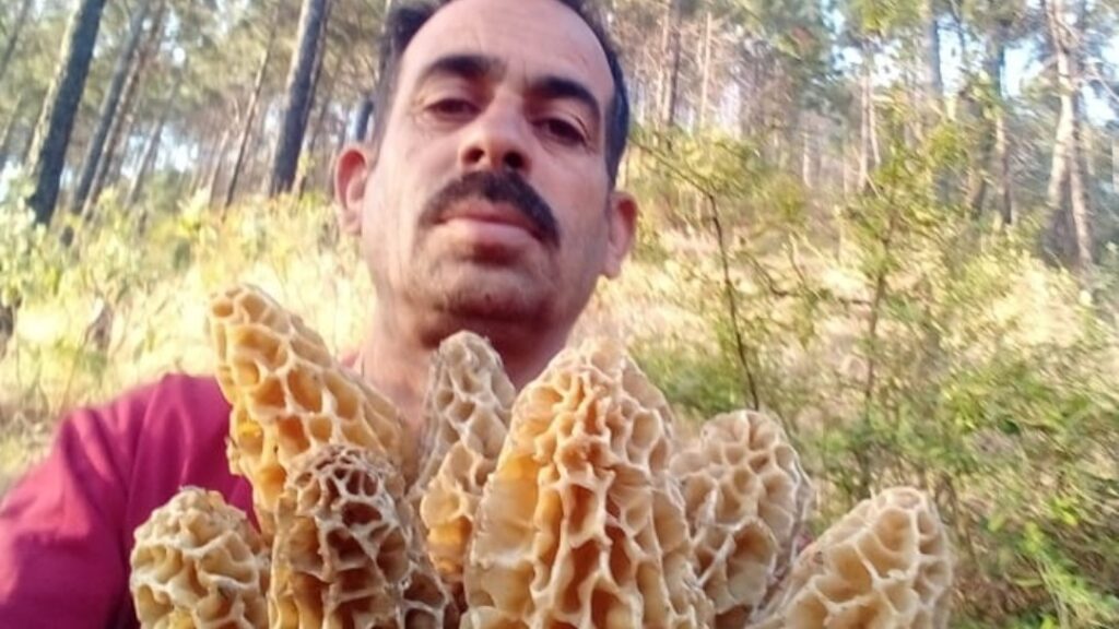 Gucchi Mushrooms: Nature's Priceless Treasure Gucchi Mushrooms: Nature's Priceless Treasure HIMACHAL HEADLINES