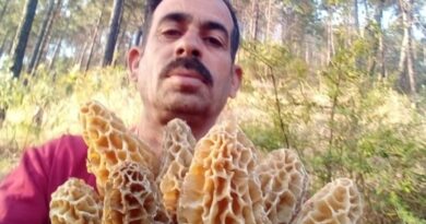 Gucchi Mushrooms: Nature's Priceless Treasure HIMACHAL HEADLINES