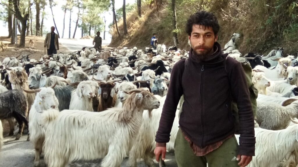 Life in the Mountains: The Journey of Sirmaur's Nomadic Shepherds Life in the Mountains: The Journey of Sirmaur's Nomadic Shepherds HIMACHAL HEADLINES