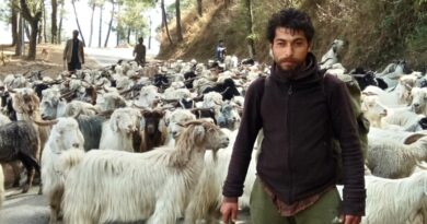 Life in the Mountains: The Journey of Sirmaur's Nomadic Shepherds HIMACHAL HEADLINES