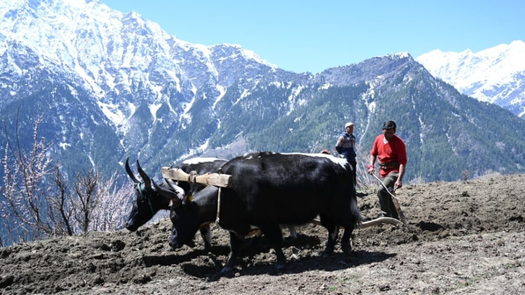 From Soil to Success: Himachal’s Farmers Thrive with Natural Farming Revolution HIMACHAL HEADLINES