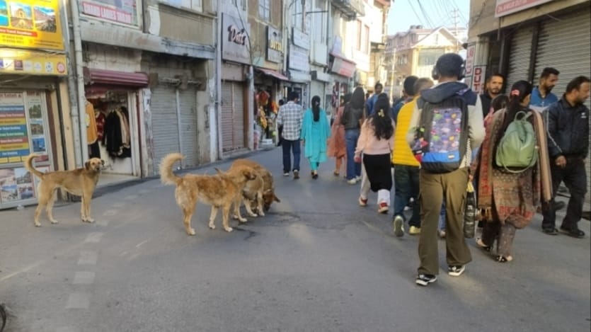 Shimla Stray Dog Menace Escalates After Dhalli Attacks: Public Safety in Question HIMACHAL HEADLINES