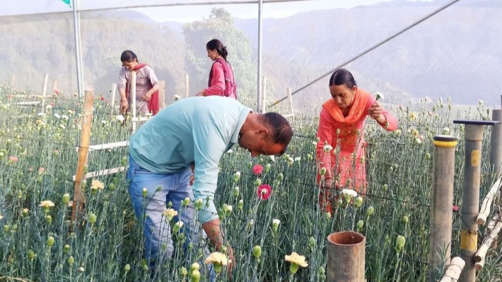 From IT Job to Floral Fortune: Bhag Singh Earns Lakhs Through Modern Flower Farming From IT Job to Floral Fortune: Bhag Singh Earns Lakhs Through Modern Flower Farming HIMACHAL HEADLINES