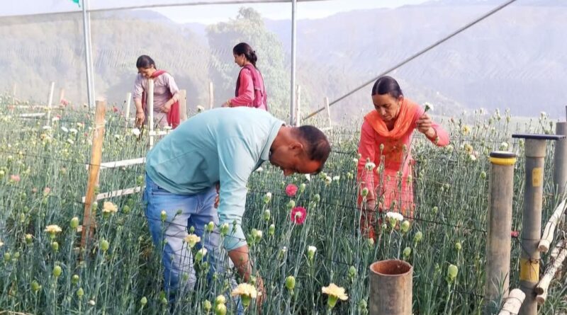 From IT Job to Floral Fortune: Bhag Singh Earns Lakhs Through Modern Flower Farming HIMACHAL HEADLINES
