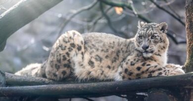 Himachal's Tsarap Chu: A New Sanctuary for High-Altitude Wildlife Himachal's Tsarap Chu: A New Sanctuary for High-Altitude Wildlife HIMACHAL HEADLINES
