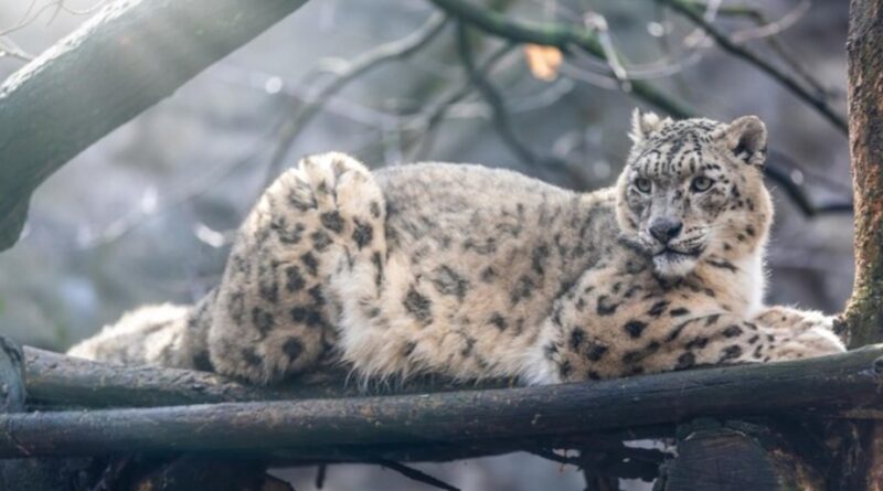 Himachal's Tsarap Chu: A New Sanctuary for High-Altitude Wildlife Himachal's Tsarap Chu: A New Sanctuary for High-Altitude Wildlife HIMACHAL HEADLINES