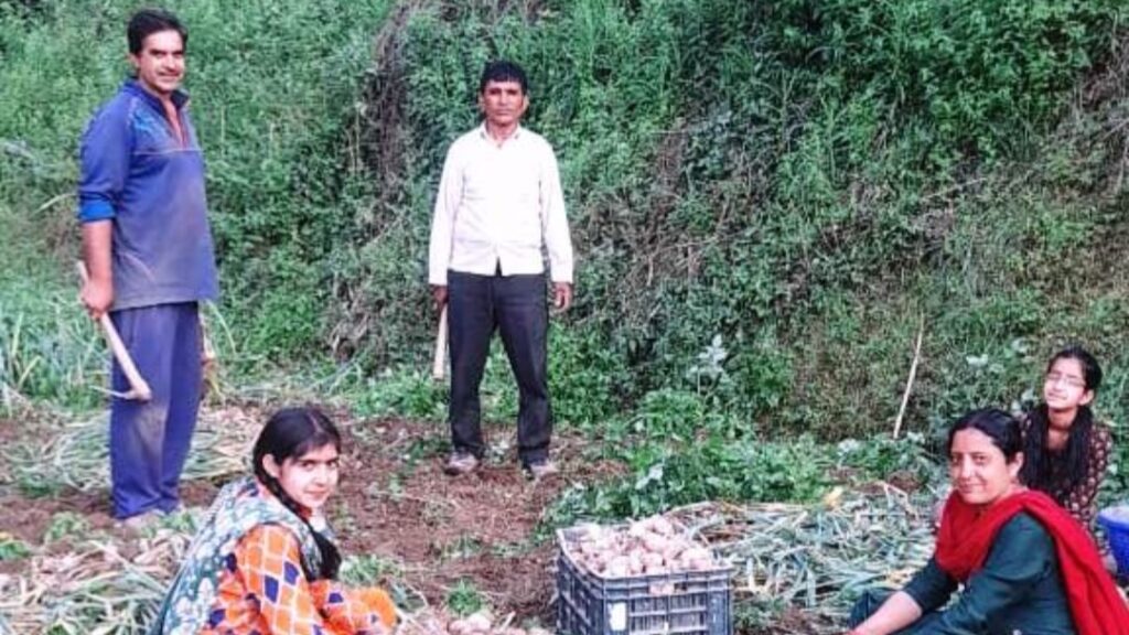 High Demand for Pahadi Garlic in South India HIMACHAL HEADLINES