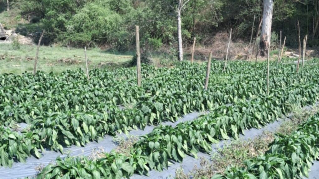 Himachal's Green Revolution: How Natural Farming is Transforming Rural Lives HIMACHAL HEADLINES