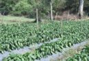 Himachal’s Green Revolution: How Natural Farming is Transforming Rural Lives
