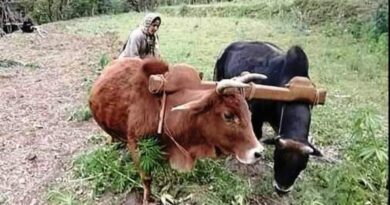 Maize Sowing Begins in Lower Mashobra Amid Heavy May Rains Maize Sowing Begins in Lower Mashobra Amid Heavy May Rains HIMACHAL HEADLINES