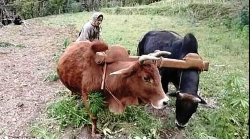 Maize Sowing Begins in Lower Mashobra Amid Heavy May Rains HIMACHAL HEADLINES