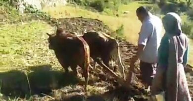 Agriculture department distributed 150 quintal maize seeds to farmers HIMACHAL HEADLINES