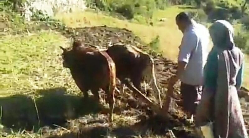 Agriculture department distributed 150 quintal maize seeds to farmers HIMACHAL HEADLINES