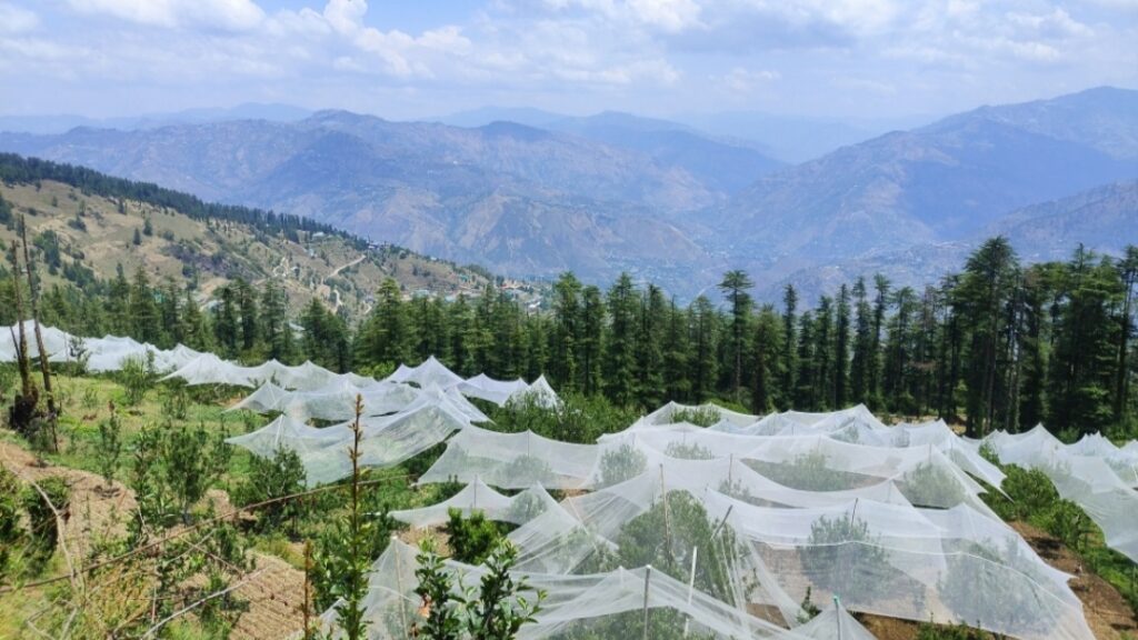 Storms, Hail, and Hope: How Himachal’s Farmers Are Fighting Back with Anti-Hail Nets HIMACHAL HEADLINES