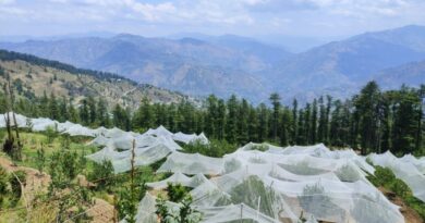 Storms, Hail, and Hope: How Himachal’s Farmers Are Fighting Back with Anti-Hail Nets HIMACHAL HEADLINES