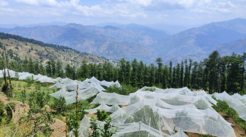 Storms, Hail, and Hope: How Himachal’s Farmers Are Fighting Back with Anti-Hail Nets HIMACHAL HEADLINES