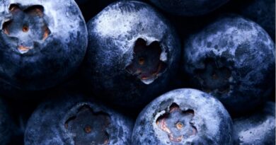 Blueberry Farming Takes Root in Himachal: A New Superfood Opportunity for Growers Blueberry Farming Takes Root in Himachal: A New Superfood Opportunity for Growers HIMACHAL HEADLINES