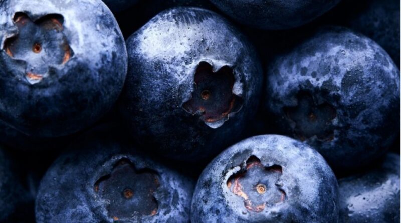 Blueberry Farming Takes Root in Himachal: A New Superfood Opportunity for Growers HIMACHAL HEADLINES