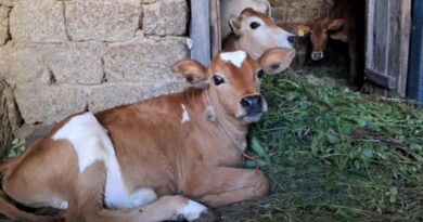 Himachal Government hikes monthly incentive for cattle under Gaupal Yojana Himachal Government hikes monthly incentive for cattle under Gaupal Yojana HIMACHAL HEADLINES