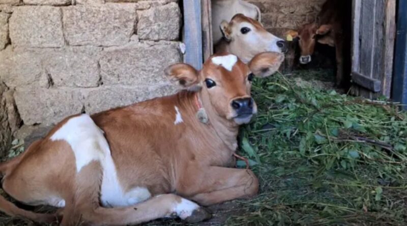 Himachal Government hikes monthly incentive for cattle under Gaupal Yojana Himachal Government hikes monthly incentive for cattle under Gaupal Yojana HIMACHAL HEADLINES